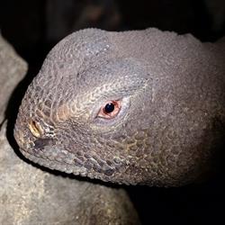 Winnipeg Reptiles