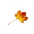 A-Plus Gardening & Landscaping