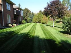 Red Bear Lawns & Landscaping Ltd