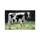 Bureau Veterinaire Iberville