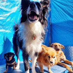 Metro Dogs Daycare & Grooming Salon