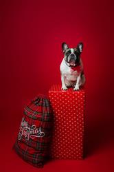 Christine's Grooming Studio
