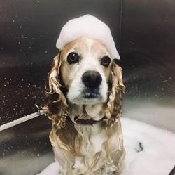 The Village Groomer