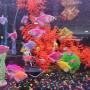A few Glofish Tetras A few Glofish Tetras
