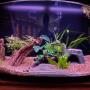 36 gal bowfront tank setup. 36 gal bowfront tank setup.
