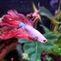 Beautiful Betta. Beautiful Betta.