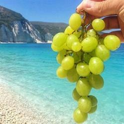 Grapevine New, The