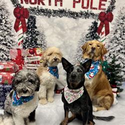 DoggieVille