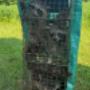 Humane Raccoon Removal Adult Mother and Two Kitts Humane Raccoon Removal Adult Mother and Two Kitts