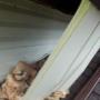 Raccoon Damage Raccoon Damage