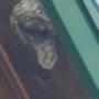 Treated Hornet Nest Treated Hornet Nest