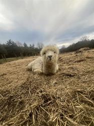 Meadowview Alpaca Farm