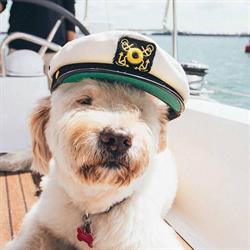 Gone Sailing Adventures