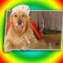 Fun Pet Fur-tography! Fun Pet Fur-tography!