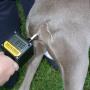 Dog Ovulation Detector Dog Ovulation Detector