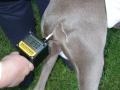 Dog Ovulation Detector