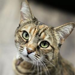 Pet Valu