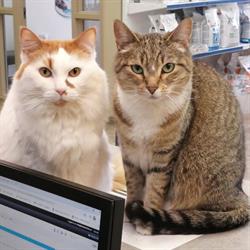 Olds Pet Clinic