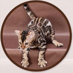 Wild Forest Bengals Canada
