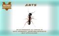 Ants Extermination Service