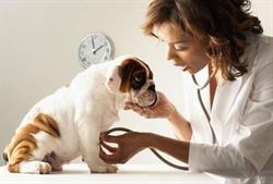 Bell Animal Hospital