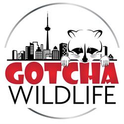 Gotcha Wildlife