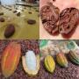 COCOA BEANS COCOA BEANS