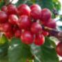 COFFEE CHERRYS COFFEE CHERRYS