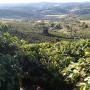 COFFEE PLANTATION COFFEE PLANTATION