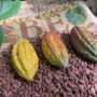 HONDURAS COFFEE AND COCOA BEANS HONDURAS COFFEE AND COCOA BEANS