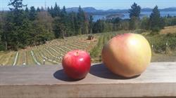 Salt Spring Apple Company