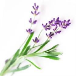 Lavender Day Spa