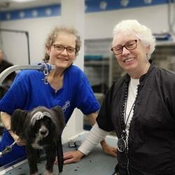 Brushcuts Professional Pet Grooming
