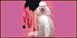 Tiffany's Grooming Salon