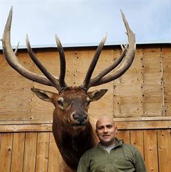 Mighty Bull Taxidermy