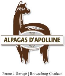 Alpagas d'Apolline