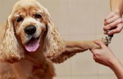 Arlene's Pet Grooming