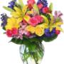 rainbow of blooms rainbow of blooms