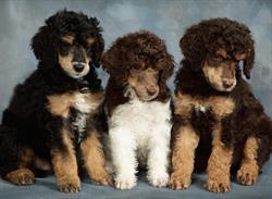 Cantope Standard Poodles