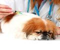 Pet Vaccination