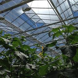 Doef's Greenhouses Ltd