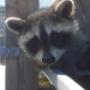 4 month old baby raccoon. He is not too sure abou 4 month old baby raccoon. He is not too sure abou