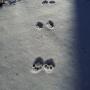 Raccoon control made easy in the winter Raccoon control made easy in the winter