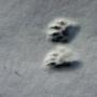 Raccoon paws Raccoon paws