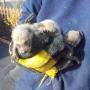 Raccoon removal from Markham Raccoon removal from Markham