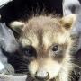 Raccoon removal from a attic. Raccoon removal from a attic.