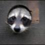 Raccoon under a deck. Just saying hello. Raccoon under a deck. Just saying hello.