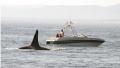 Sports Fishing ,Whale watching