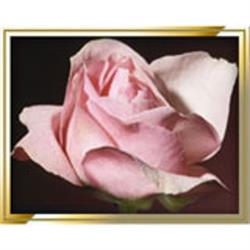 Andrew L Hodges Funeral Home