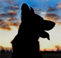 Corbie's Dog Training